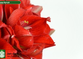 hippeastrum Hapnym (3)